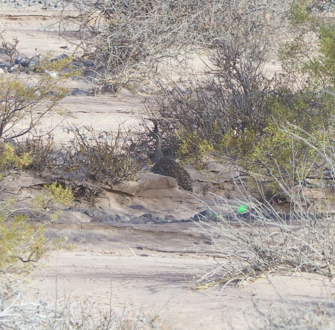 Panpako tinamu mottoduna - ML646546417