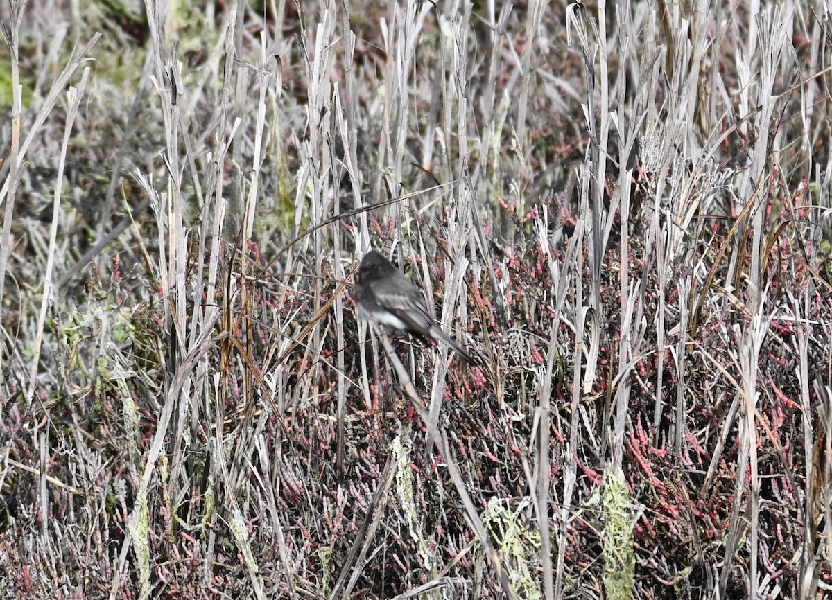 Black Phoebe - ML646546418