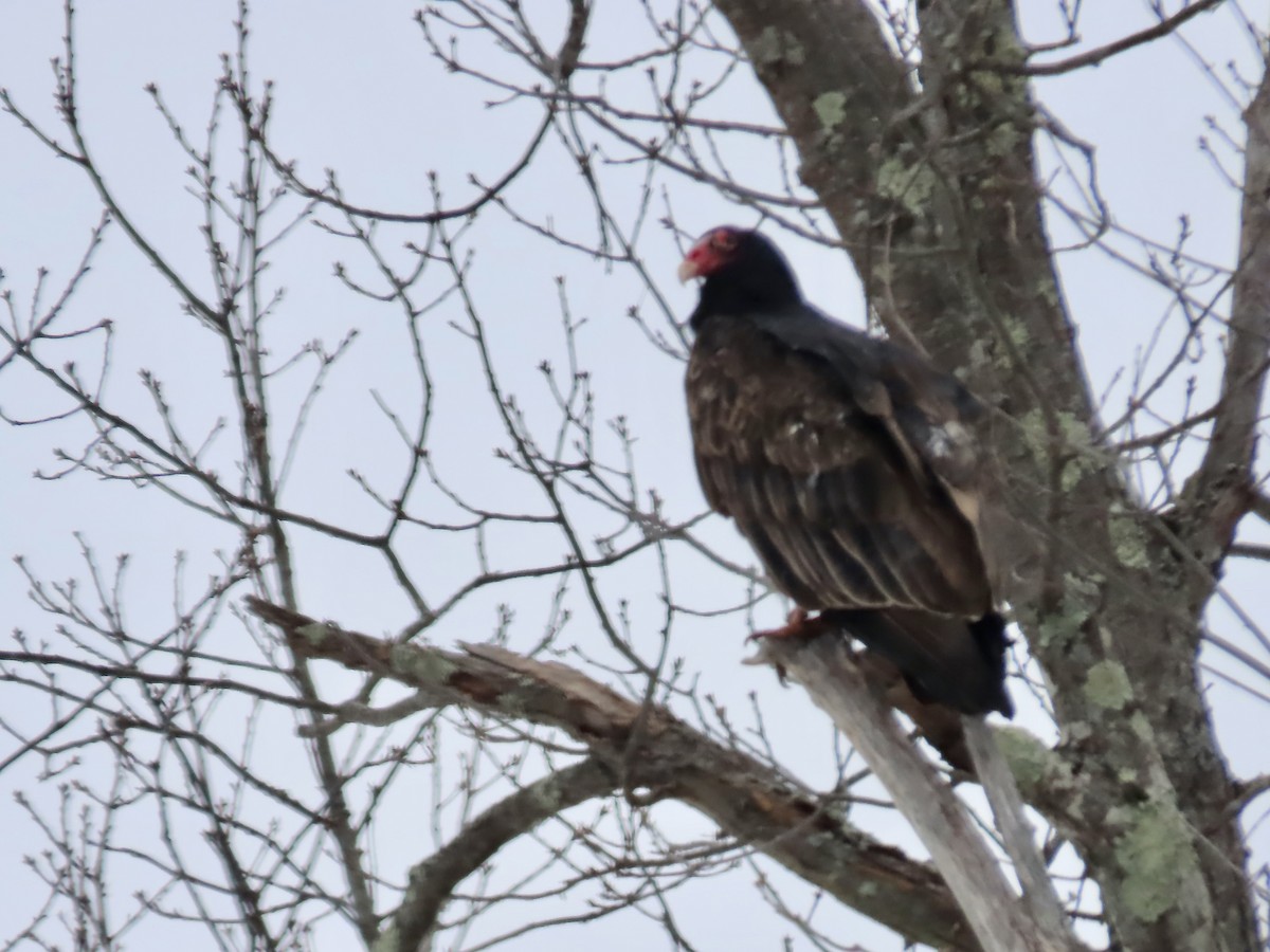 Turkey Vulture - ML646546425
