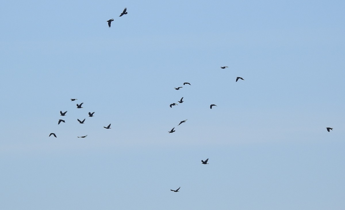 Common Raven - ML646546427