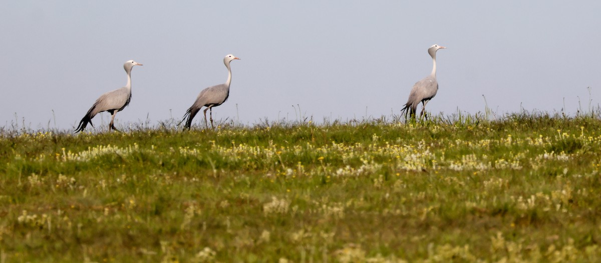 Blue Crane - ML646546428