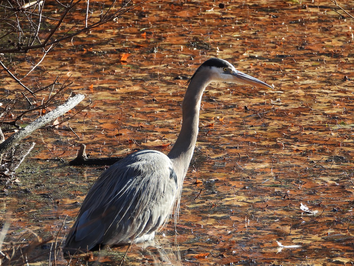 Great Blue Heron - ML646546429