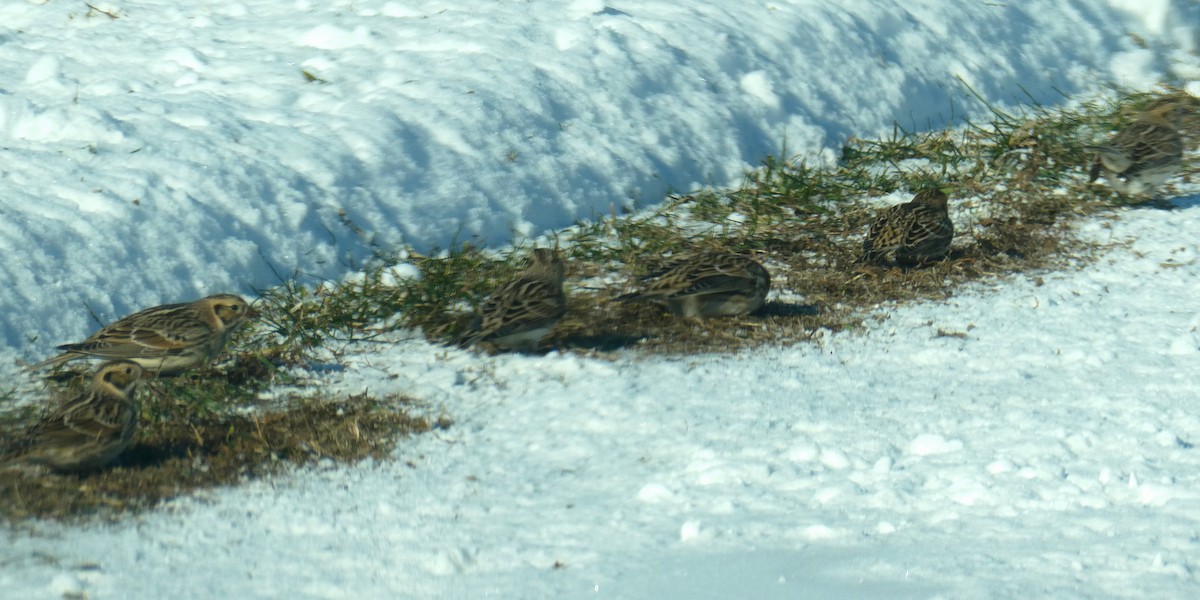 Escribano Lapón - ML646546438