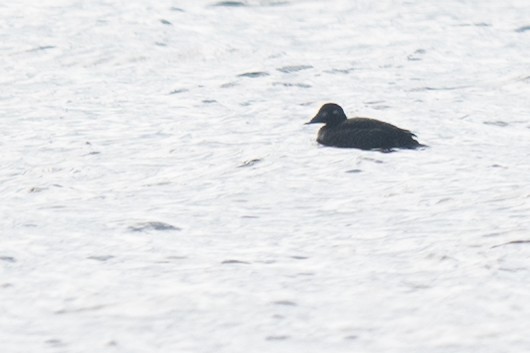 Surf Scoter - ML646546439