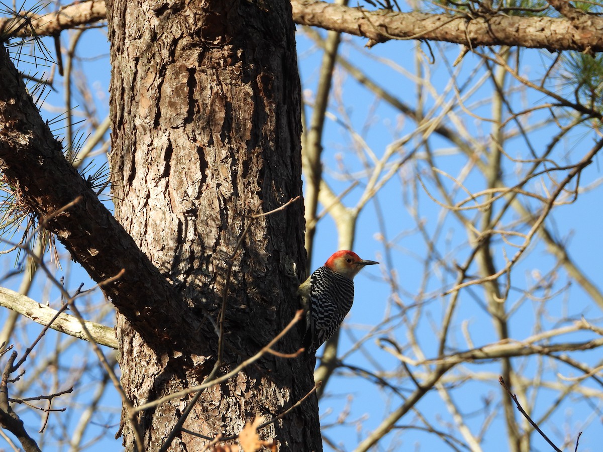 Red-bellied Woodpecker - ML646546441