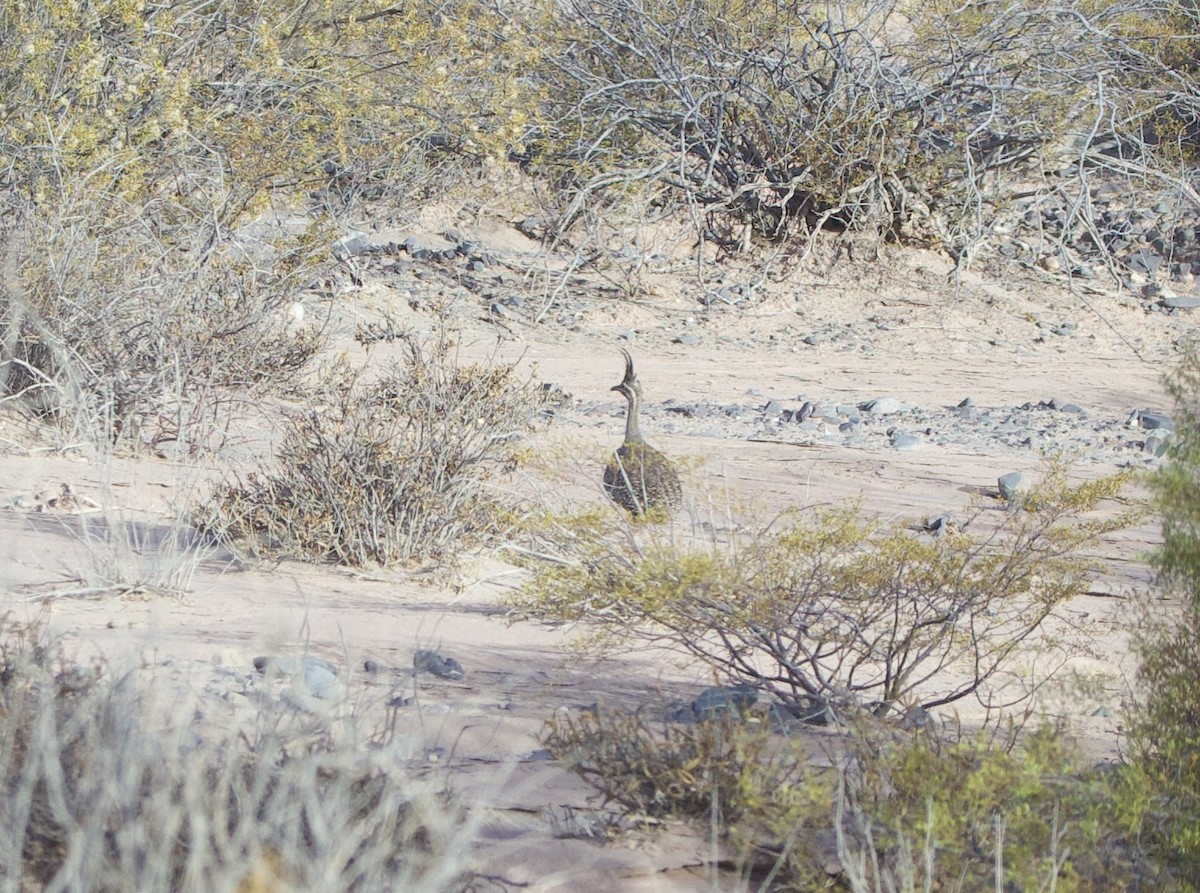 Panpako tinamu mottoduna - ML646546442