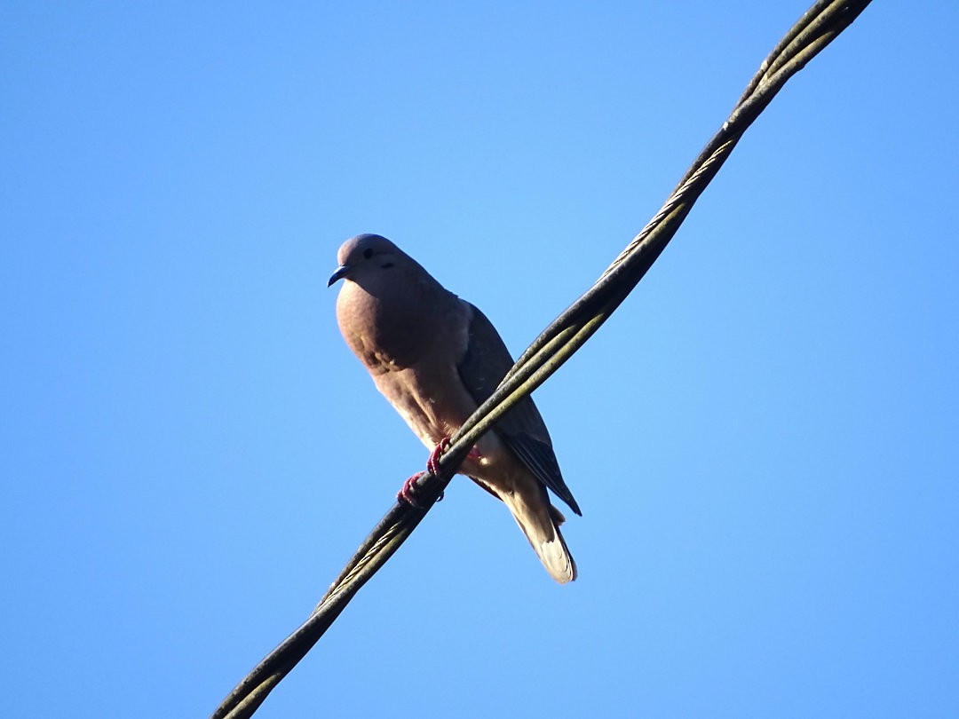 ミミグロバト - ML646546444