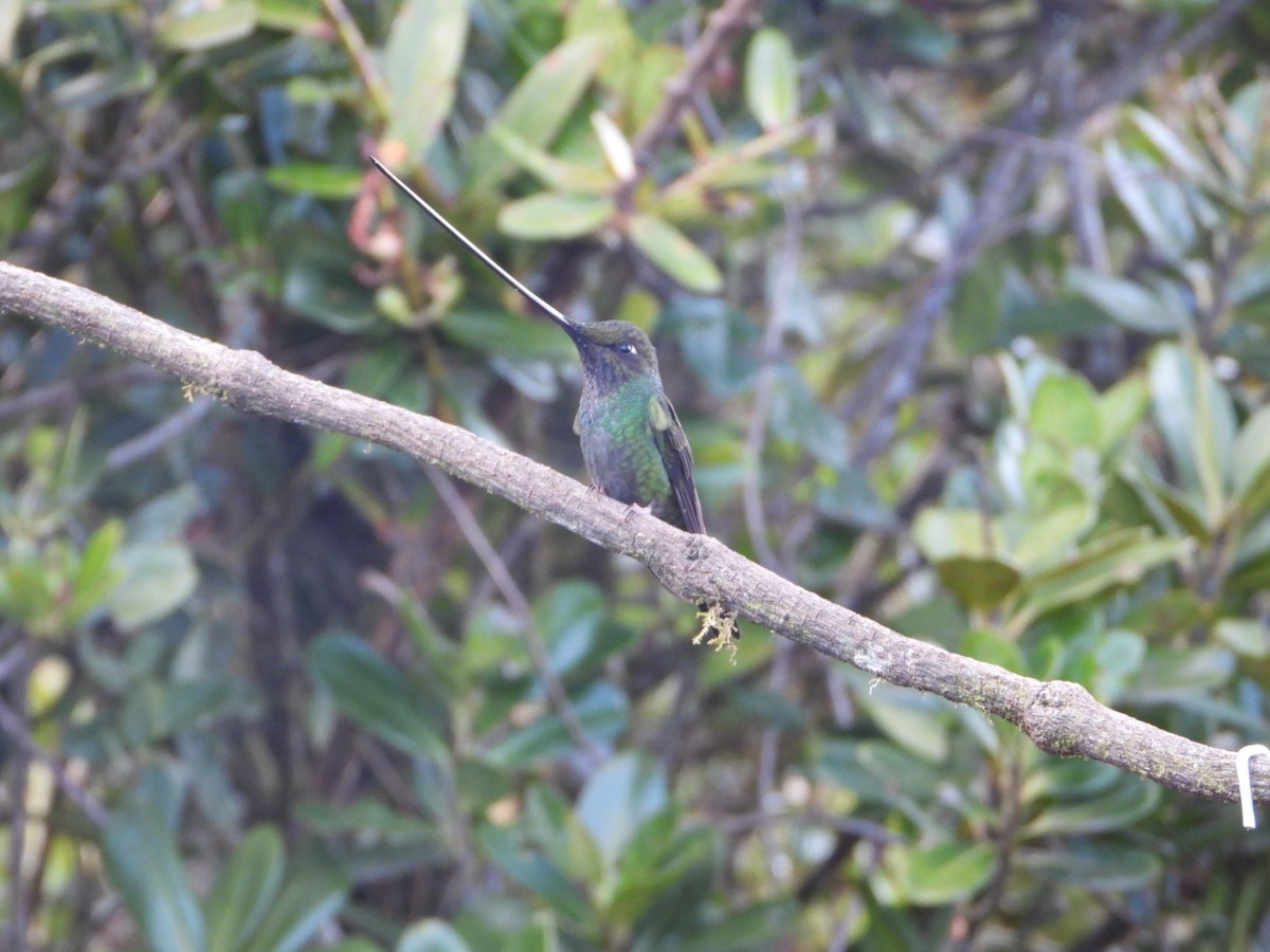 Sword-billed Hummingbird - ML646546445