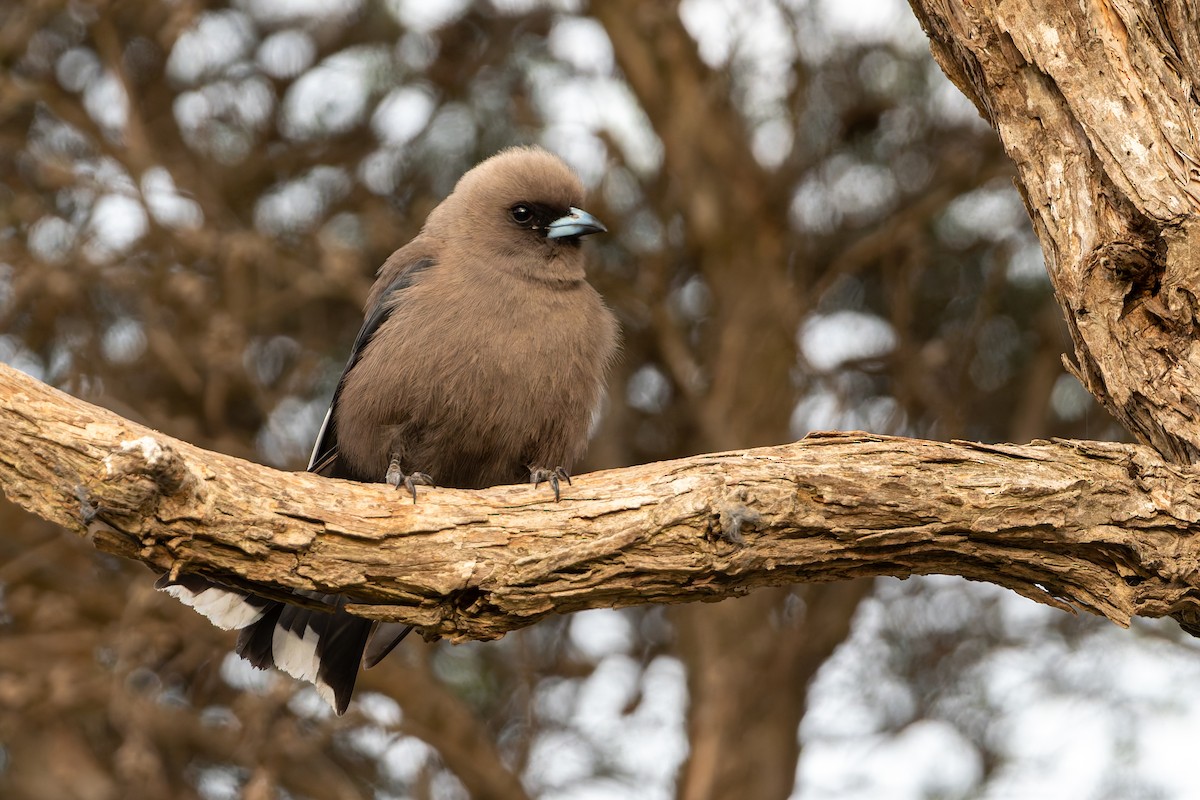 Artamo Sombrío - ML646546447