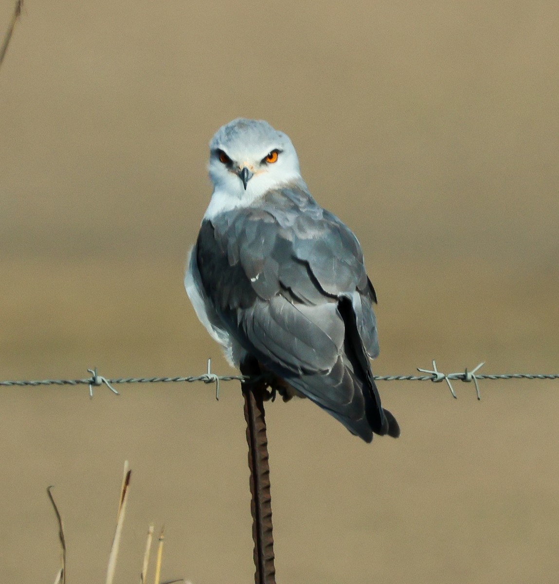 Black-winged Kite - ML646546448