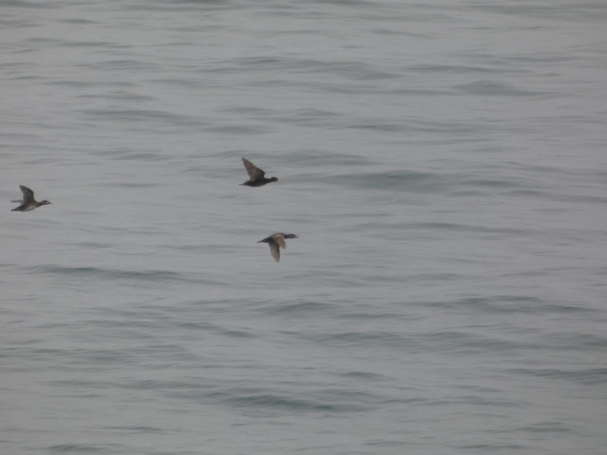 Surf Scoter - ML646546450