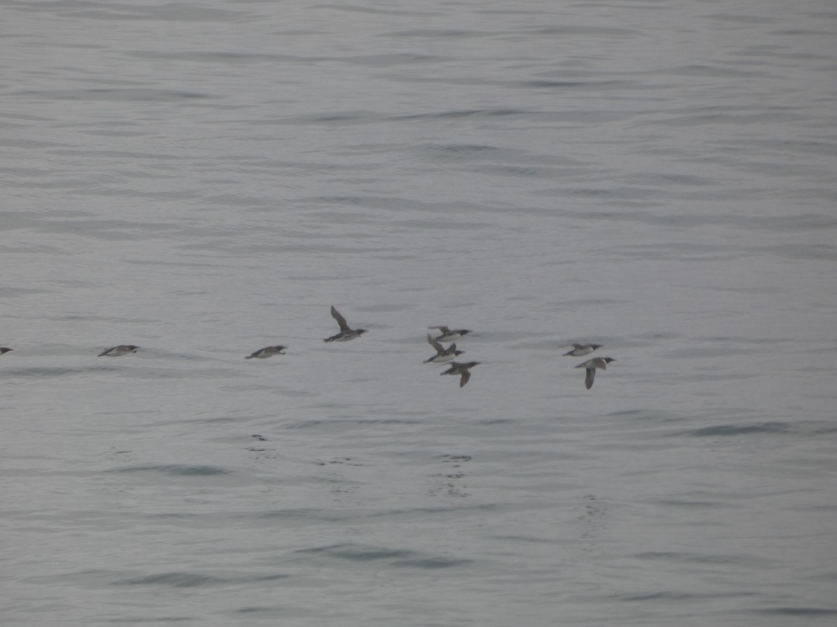 Common Murre - ML646546454