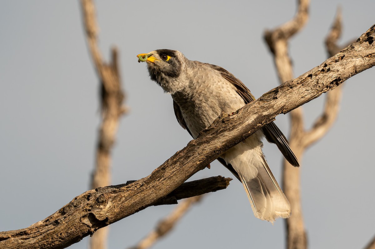 Noisy Miner - ML646546455