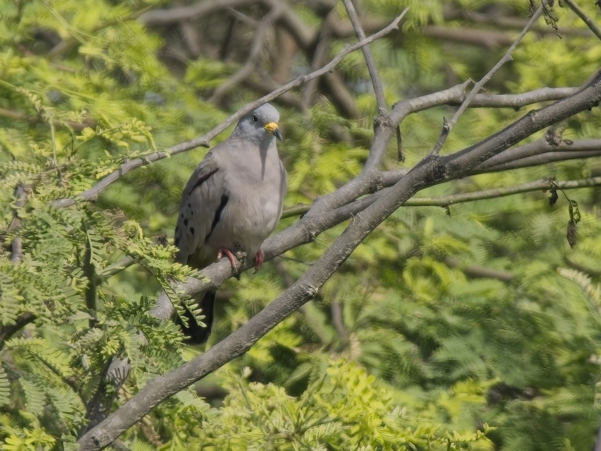 キバシヒメバト - ML646546456