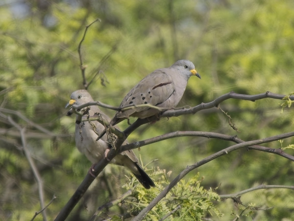 キバシヒメバト - ML646546457