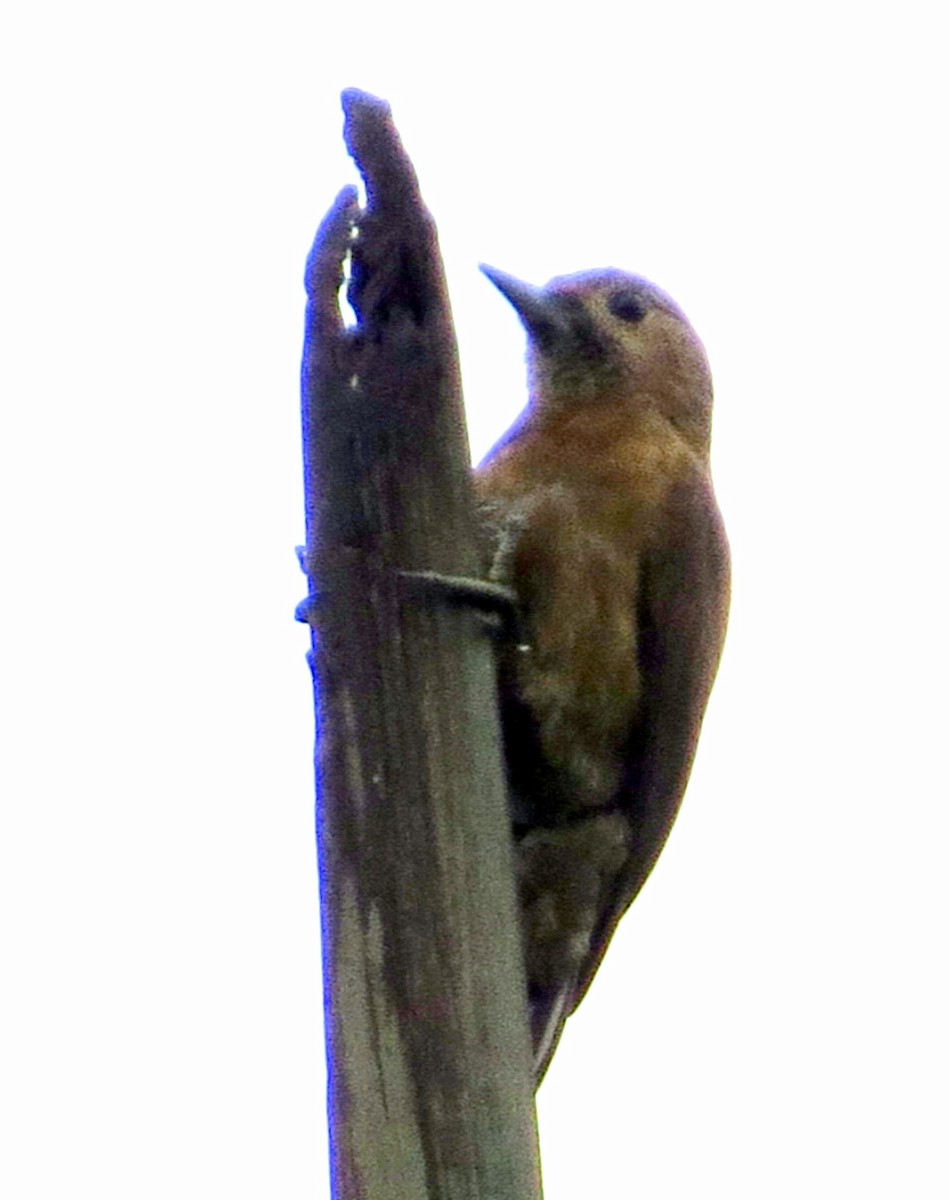 Kül Rengi Ağaçkakan - ML646546458