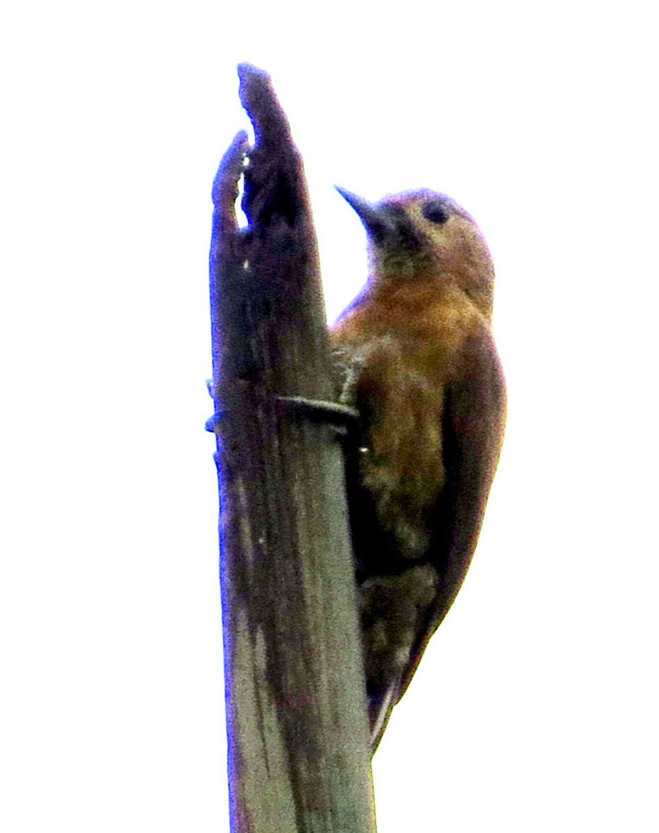 Kül Rengi Ağaçkakan - ML646546459