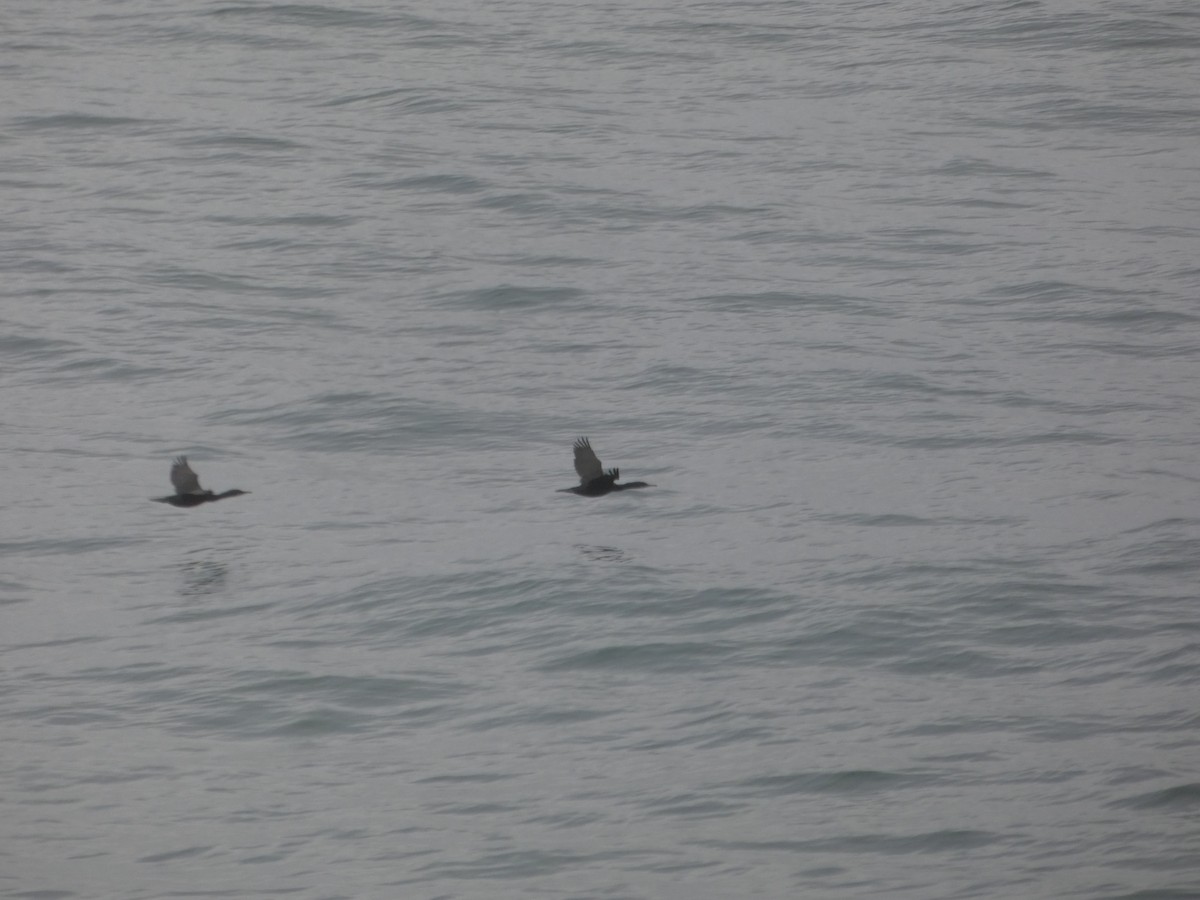 Pelagic Cormorant - ML646546461