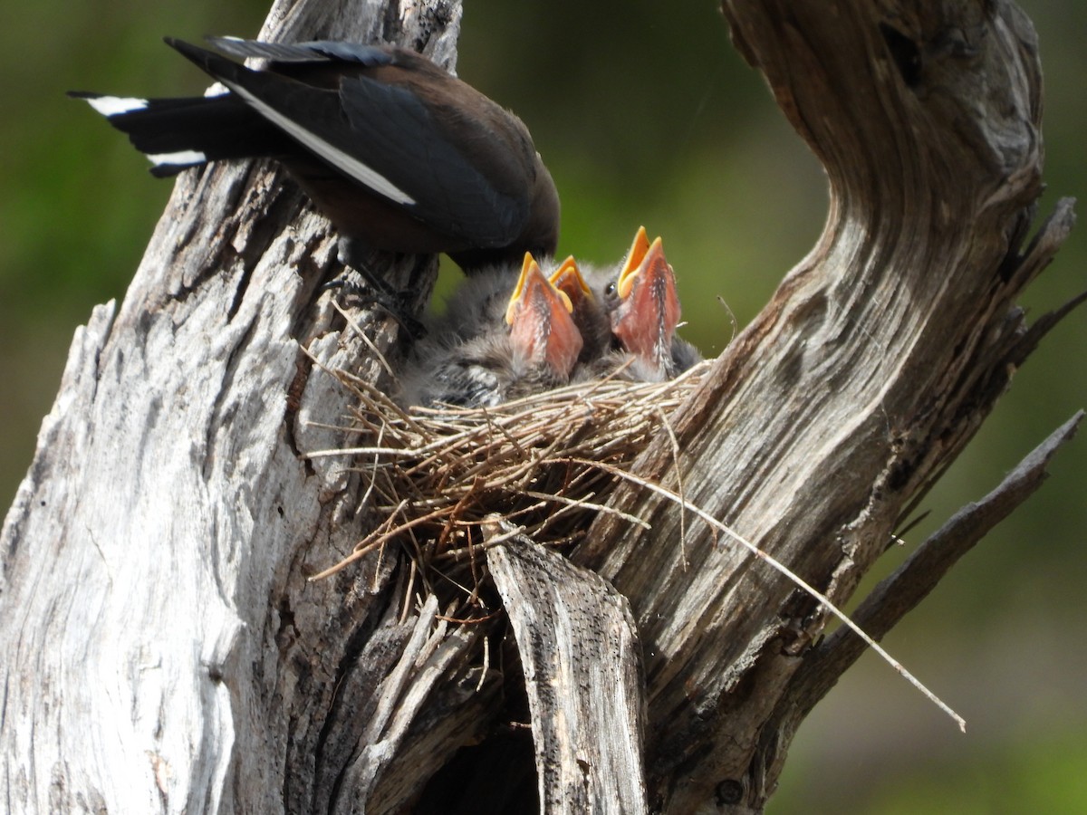 Artamo Sombrío - ML646546462
