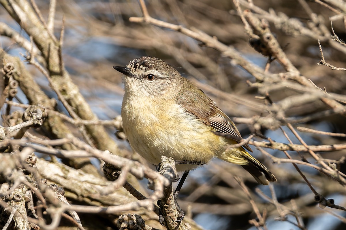 Yellow-rumped Thornbill - ML646546463