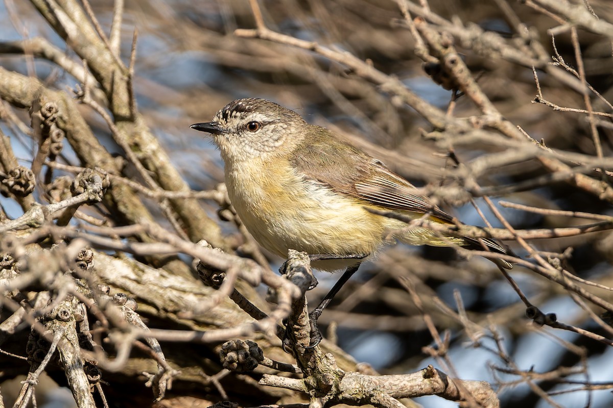 Yellow-rumped Thornbill - ML646546464