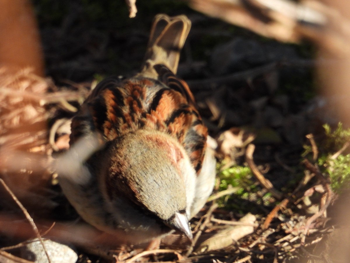 House Sparrow - ML646546465