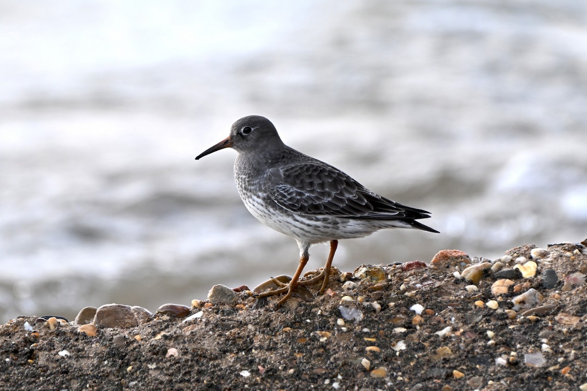 jespák mořský - ML646546469