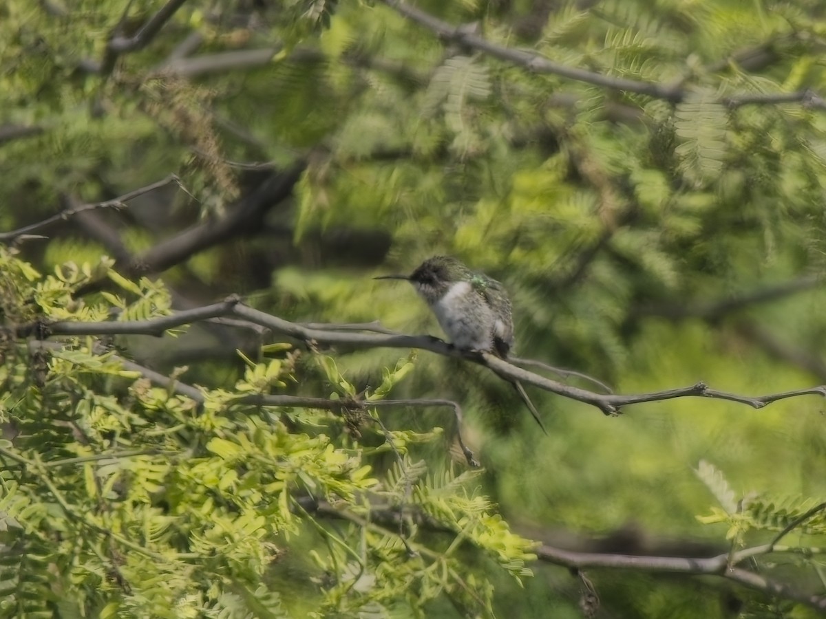 ホソフタオハチドリ - ML646546470