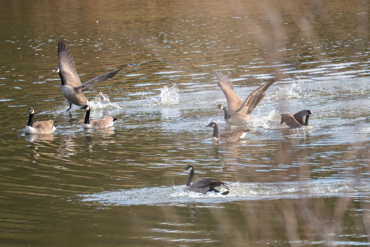 Canada Goose - ML646546471