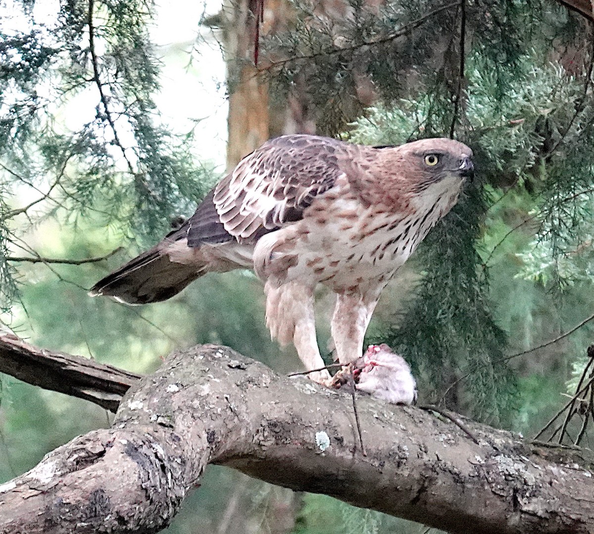 Changeable Hawk-Eagle - ML646546472