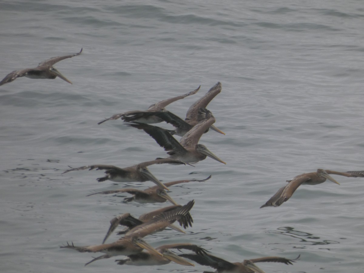Brown Pelican - ML646546473