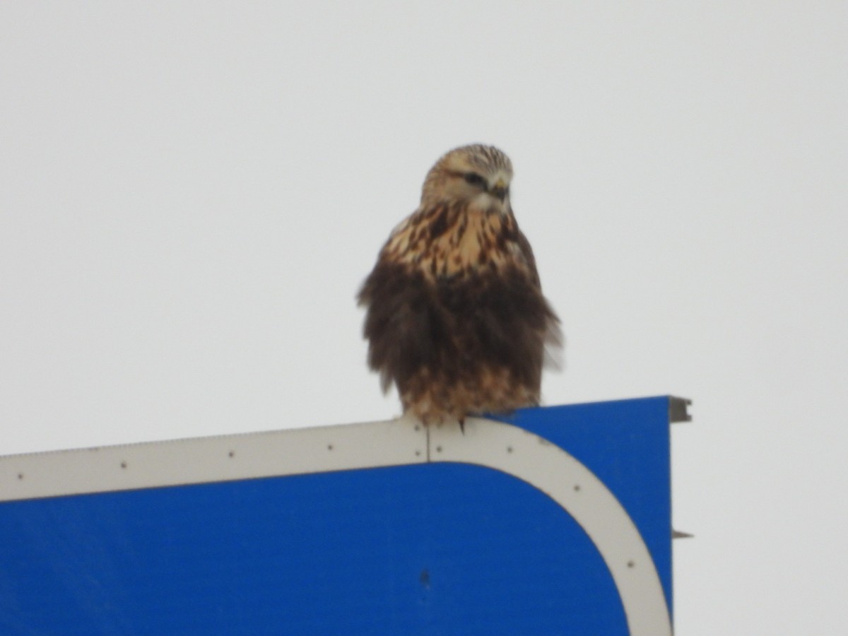 Raufußbussard - ML646546475