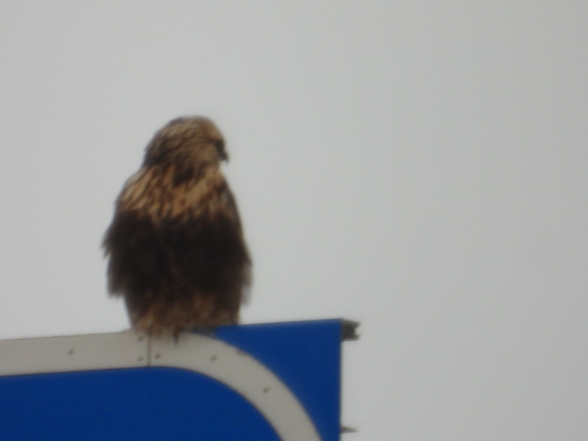 Raufußbussard - ML646546476