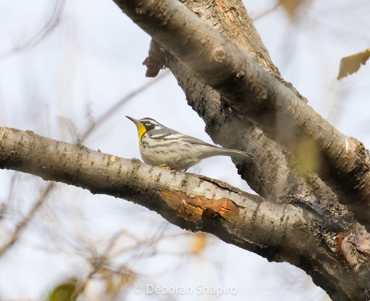 Yellow-throated Warbler - ML646546480