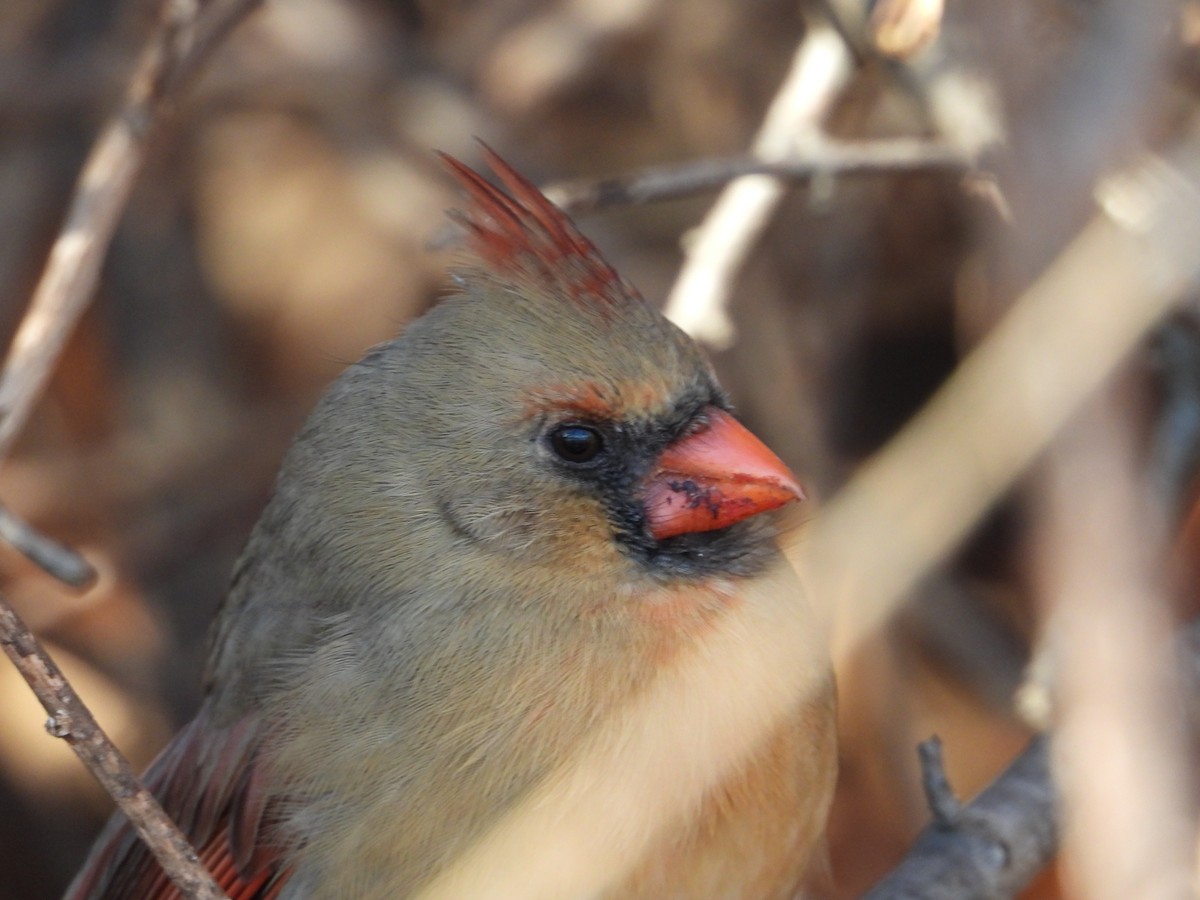 Northern Cardinal - ML646546481