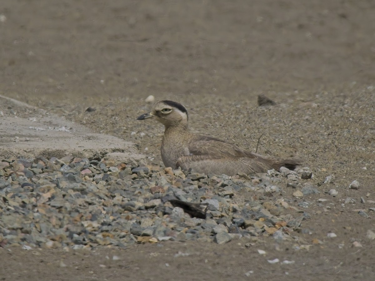 ペルーイシチドリ - ML646546482