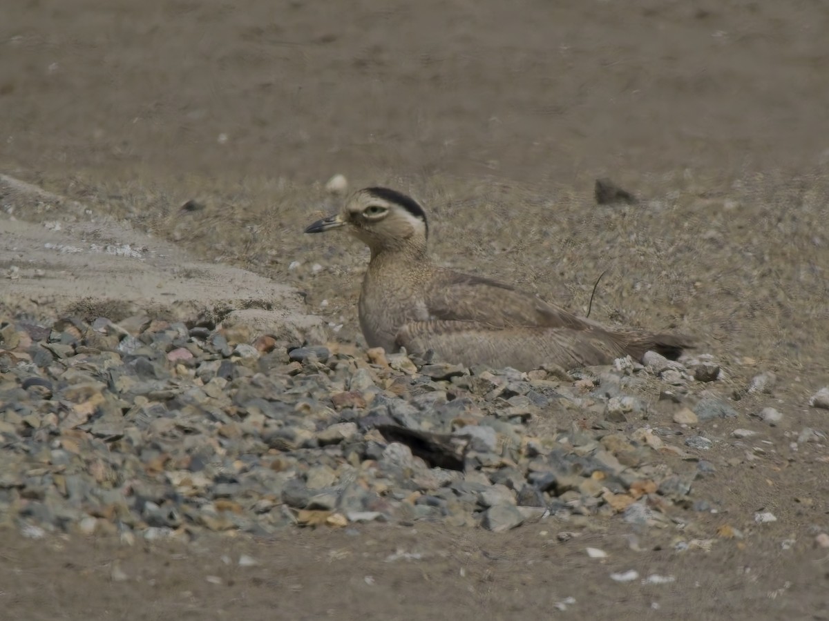 ペルーイシチドリ - ML646546483