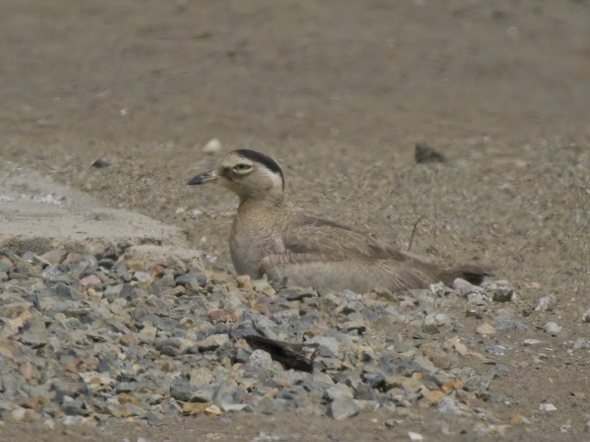 ペルーイシチドリ - ML646546484