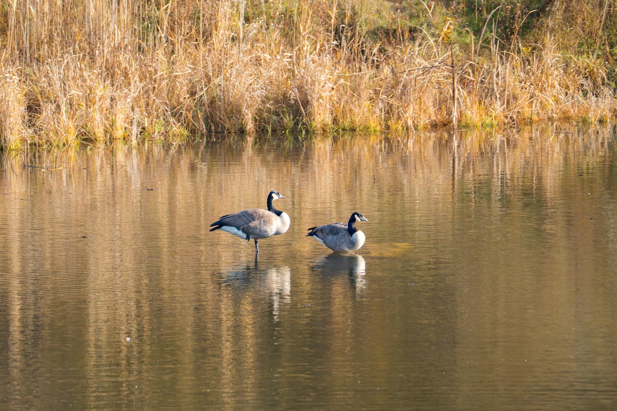 Canada Goose - ML646546488