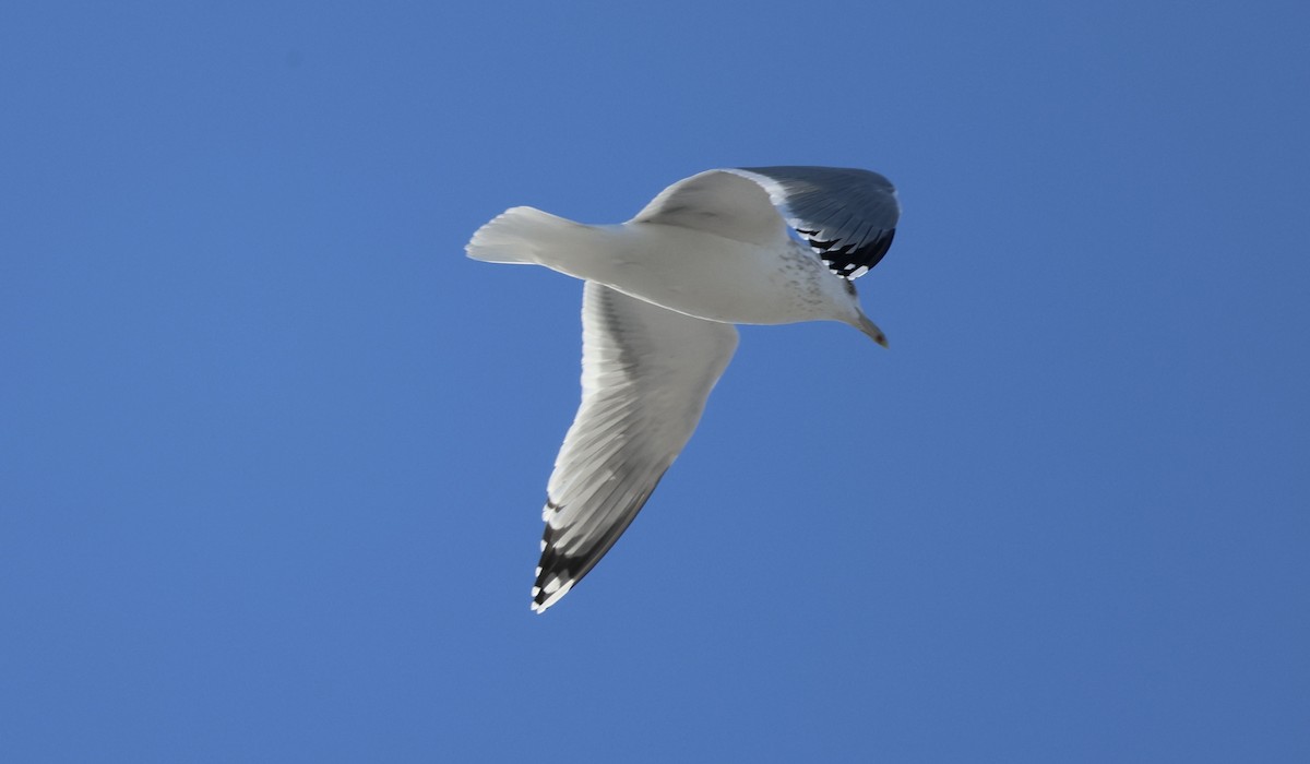 Kanadamöwe - ML646546493