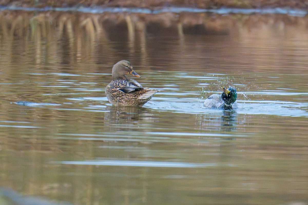 Mallard - ML646546494