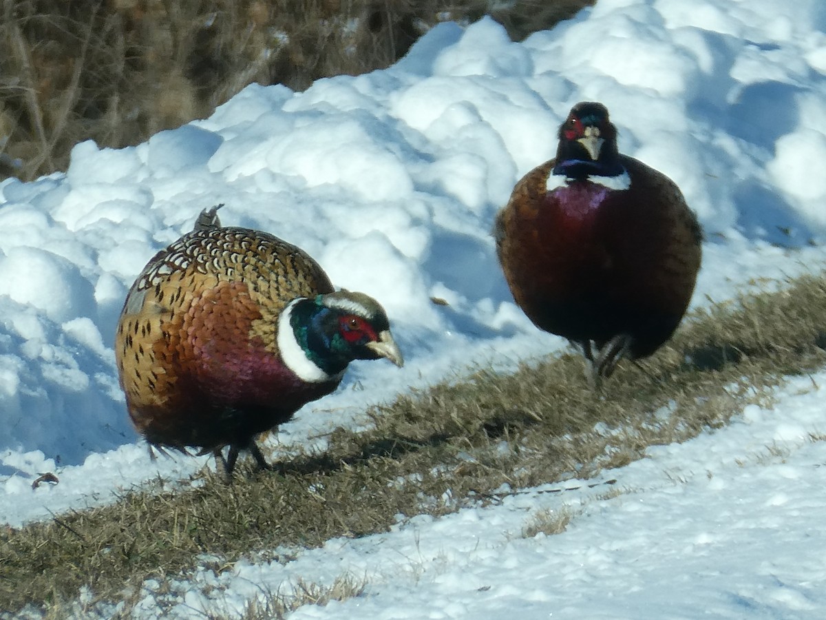 Faisán Vulgar - ML646546496