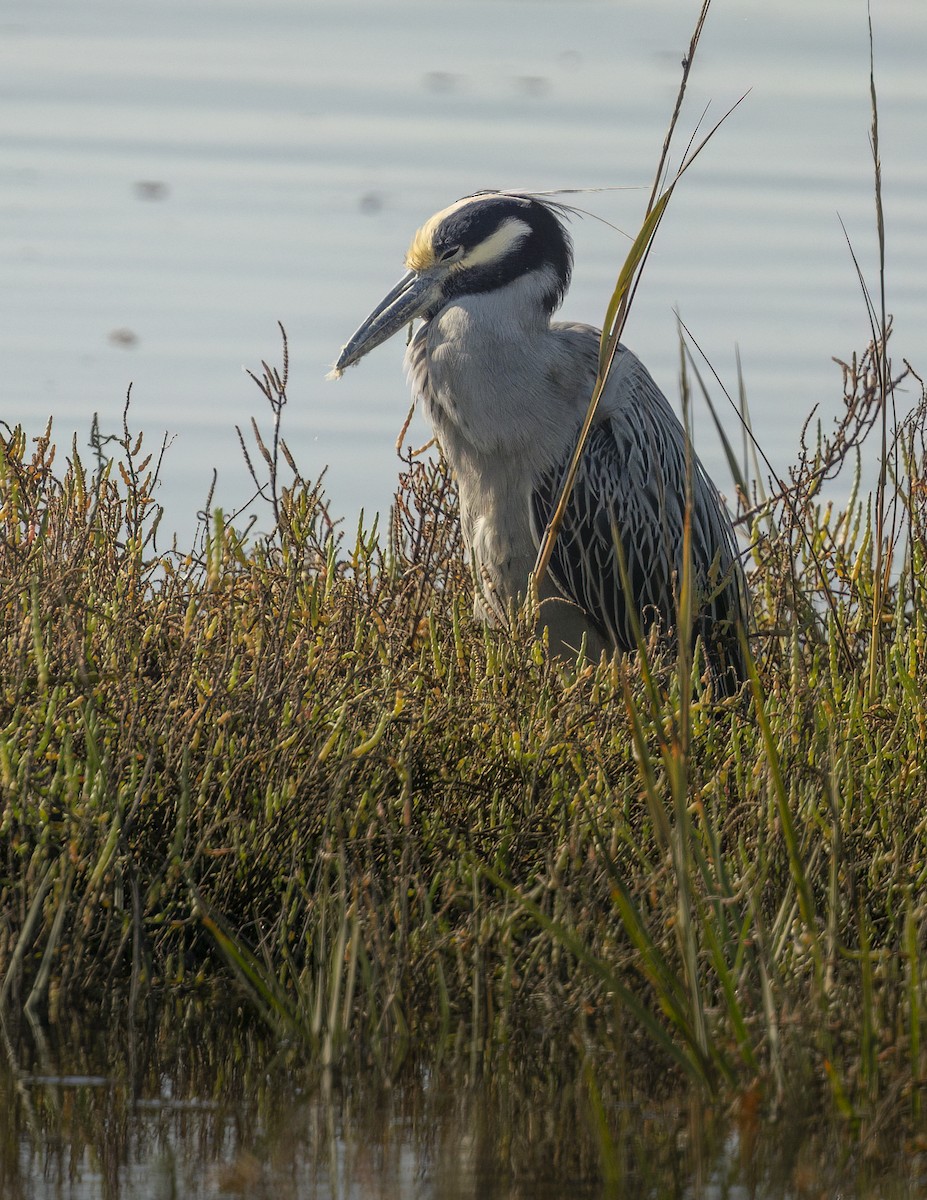 Yellow-crowned Night Heron - ML646546499