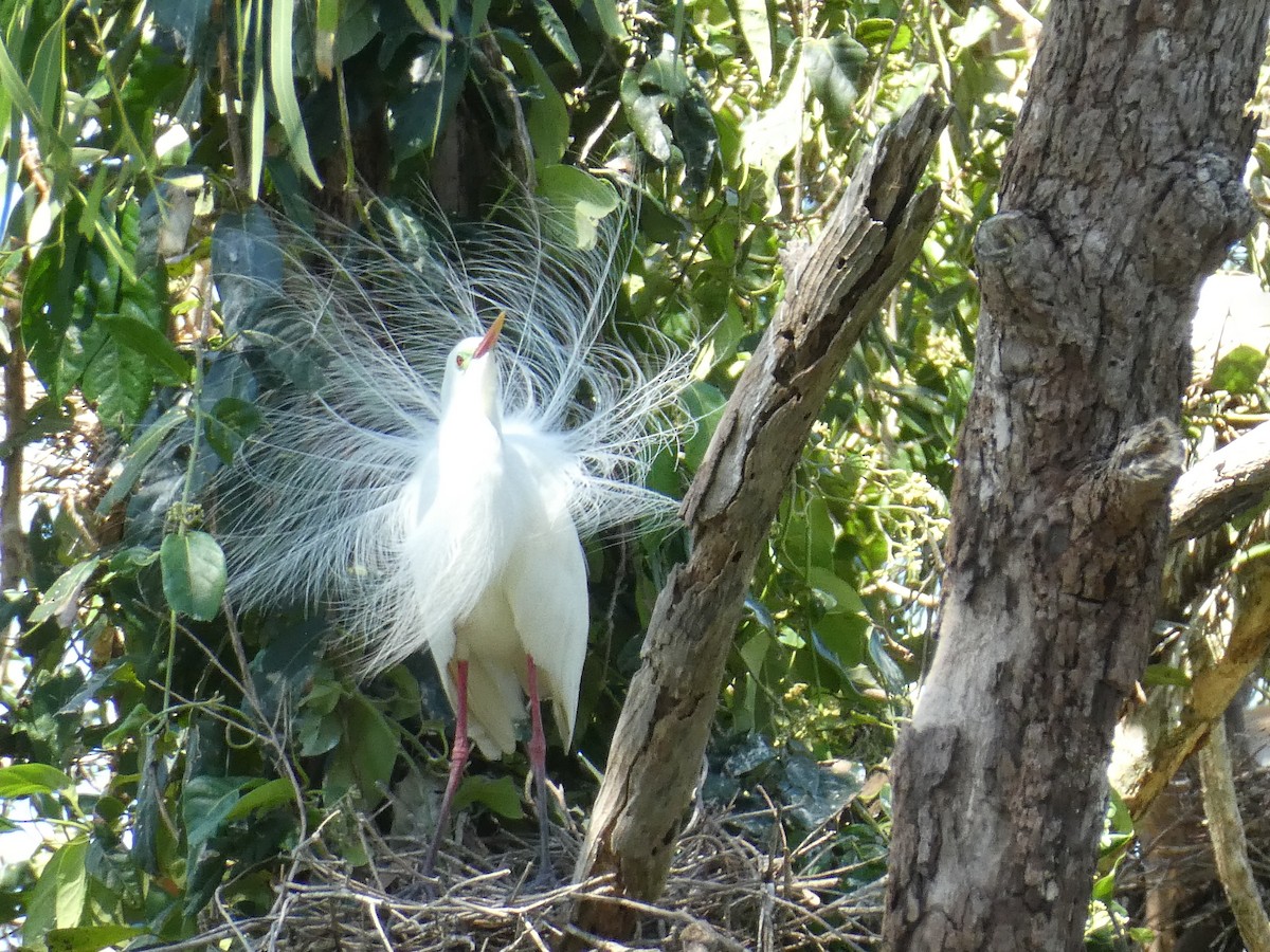 Plumed Egret - ML646546500