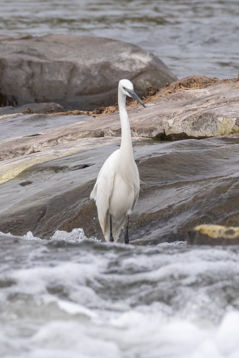 Хурган дэглий - ML646546505