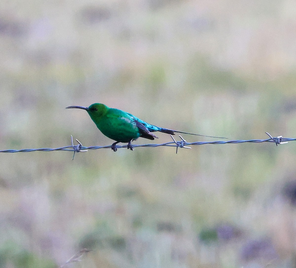 Malachite Sunbird - ML646546508