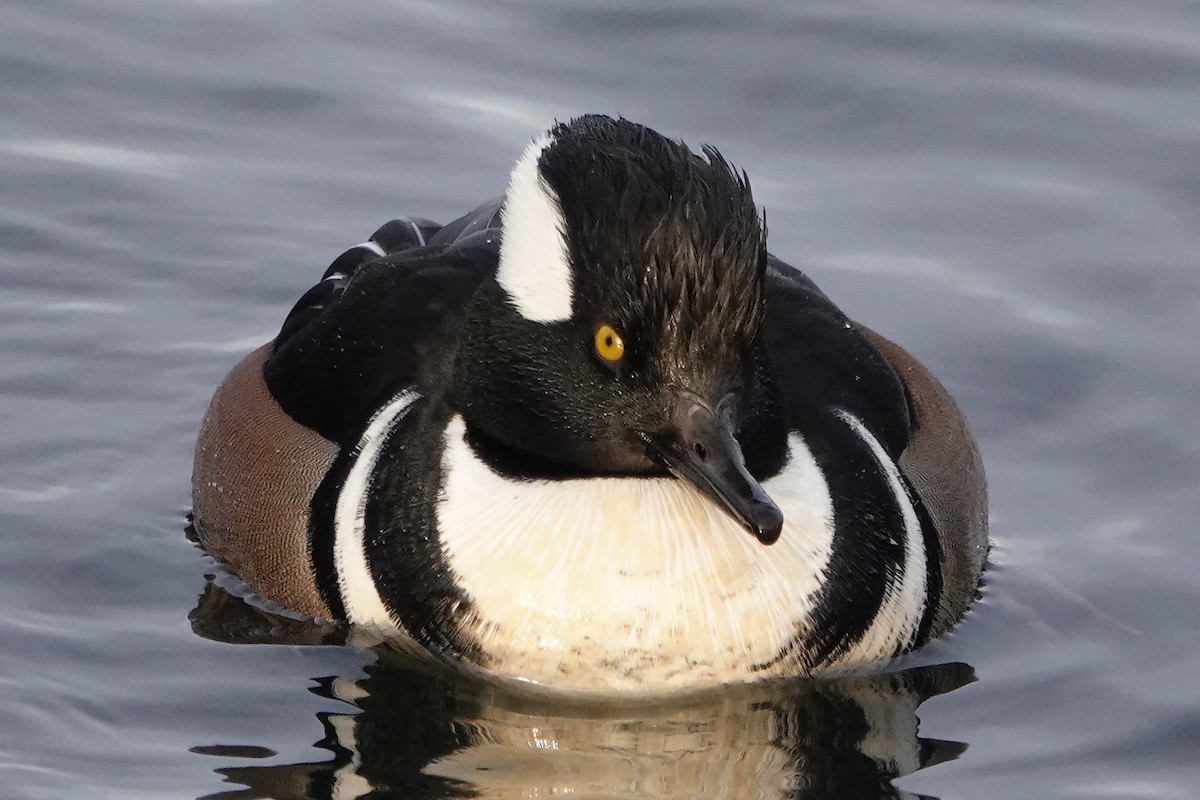 Hooded Merganser - ML646546509