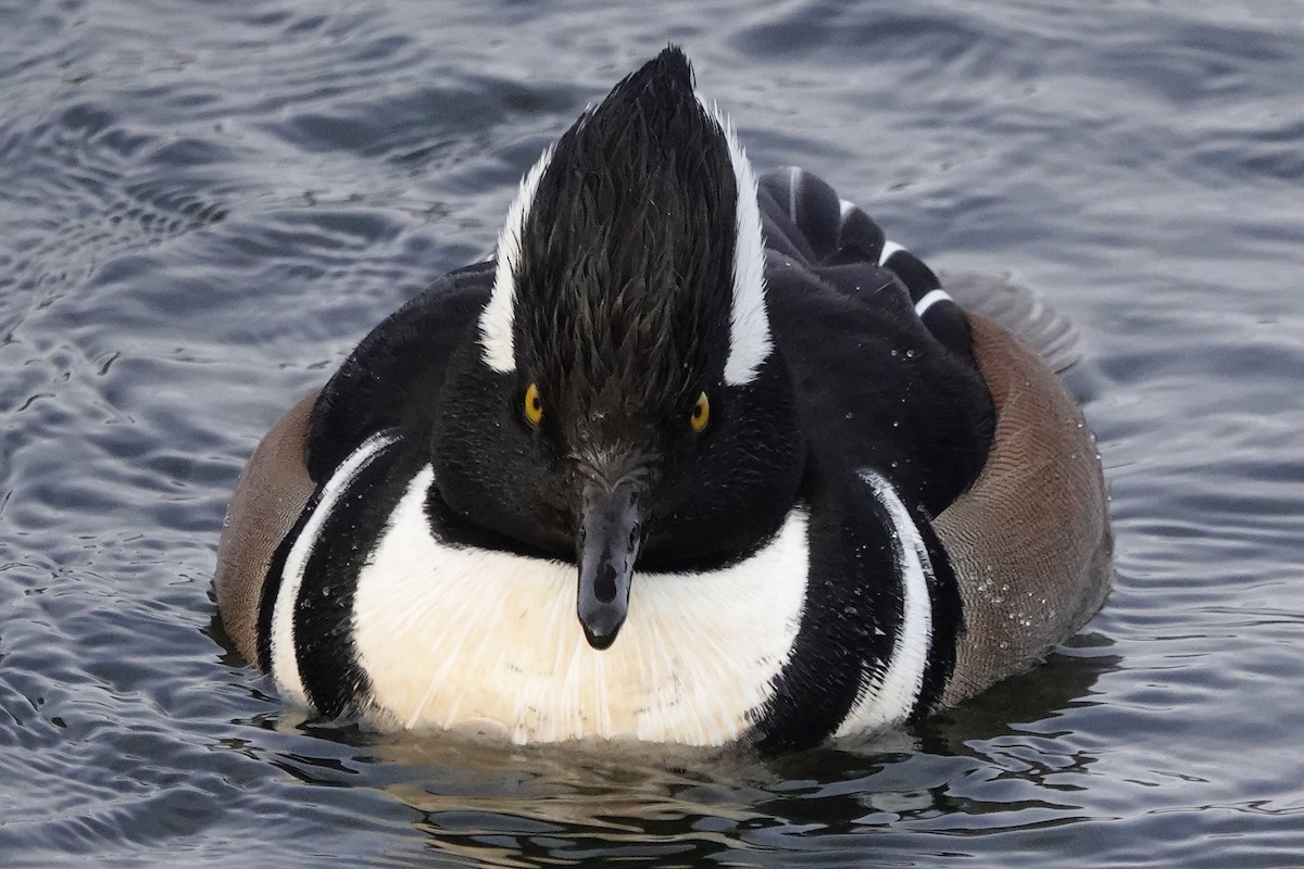 Hooded Merganser - ML646546510