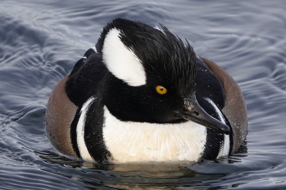 Hooded Merganser - ML646546511