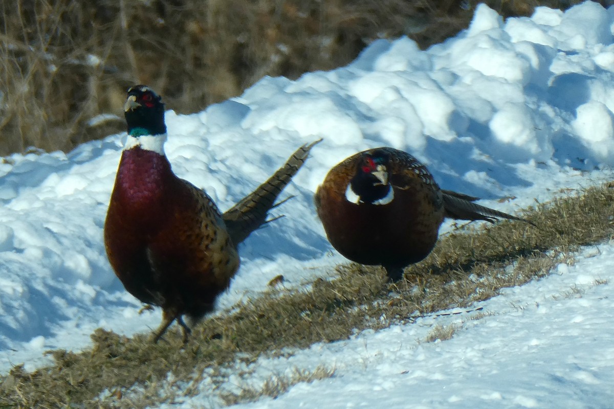 Faisán Vulgar - ML646546512